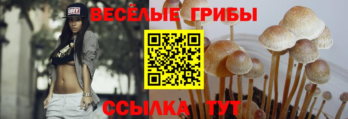 Волгодонск  Галлюциногенные грибы GOLDEN TEACHER  Вход с VPN 